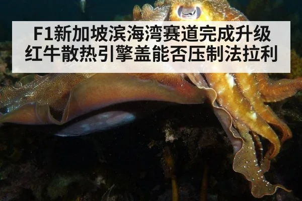 F1新加坡滨海湾赛道完成升级 红牛散热引擎盖能否压制法拉利